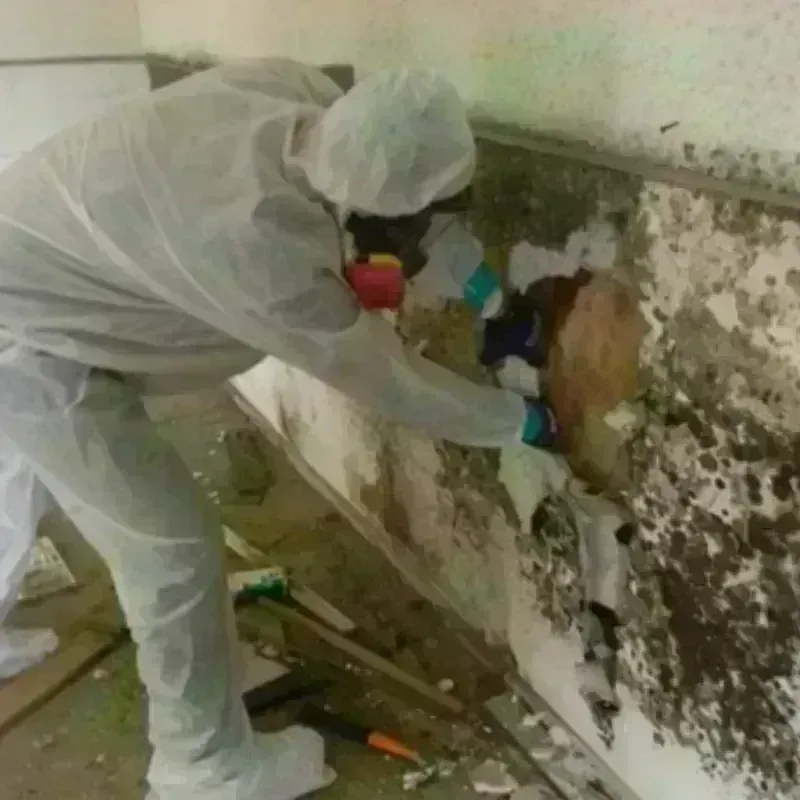 Mold Remediation and Removal in Colfax, LA